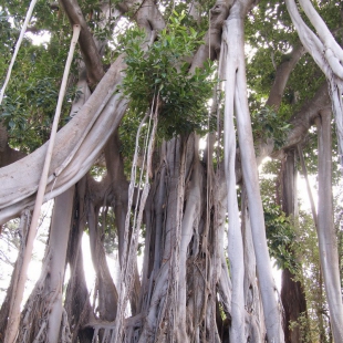Banyan trees, Botanic garden